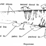 Classification of Stegostoma : Tiger Shark