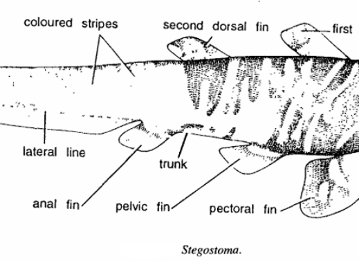 STEGOSTOMA (TIGER SHARK)