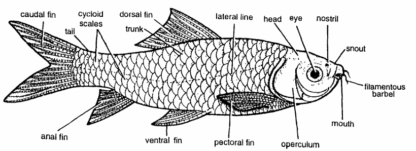 Classification of Labeo rohita (Rohu)