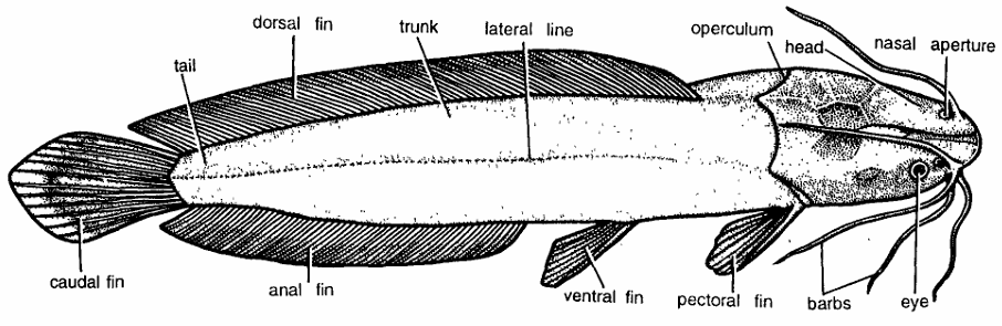 Classification of Clarias (Cat fish)