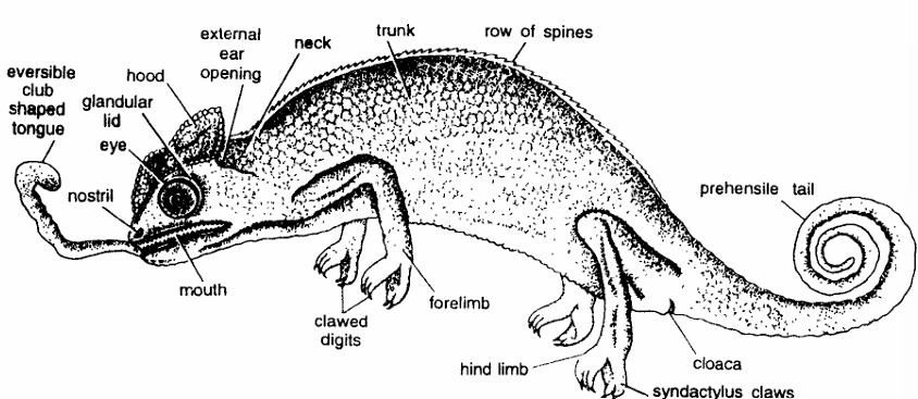 Classification of Chamaeleon