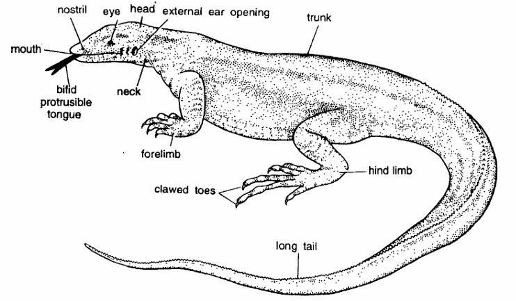 Classification of Varanus (Monitor Lizard)