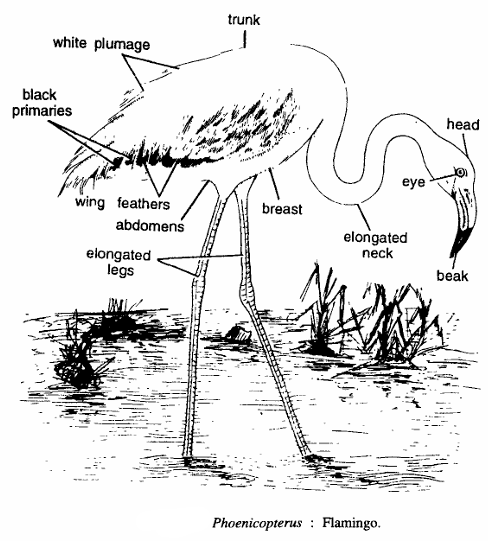 Characteristics of Phoenicopterus