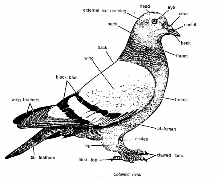 Classification of Columba livia (Pigeon)