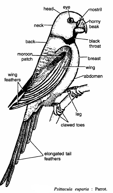 Classification of Psittacula euparia (Parrot)