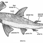 Classification of Sphyrna : Hammer-headed Shark