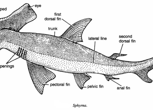 SPHYRNA (HAMMER HEADED SHARK)