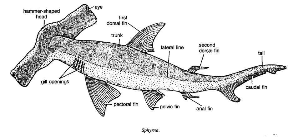 Classification of Sphyrna : Hammer-headed Shark