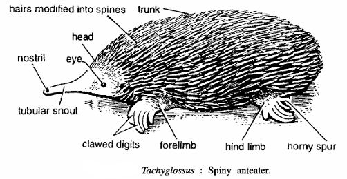 Classification of Echidna (Spiny Anteater)