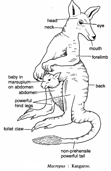 Classification of Macropus (Kangaroo)