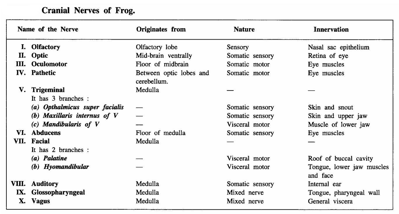 DISSECTION OF FROG