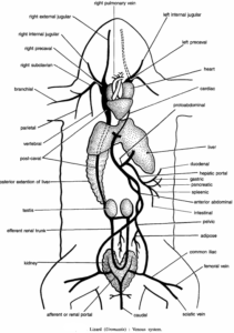 DISSECTION OF UROMASTIX (LIZARD)