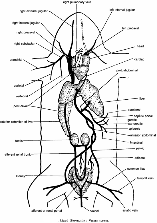 DISSECTION OF UROMASTIX (LIZARD)