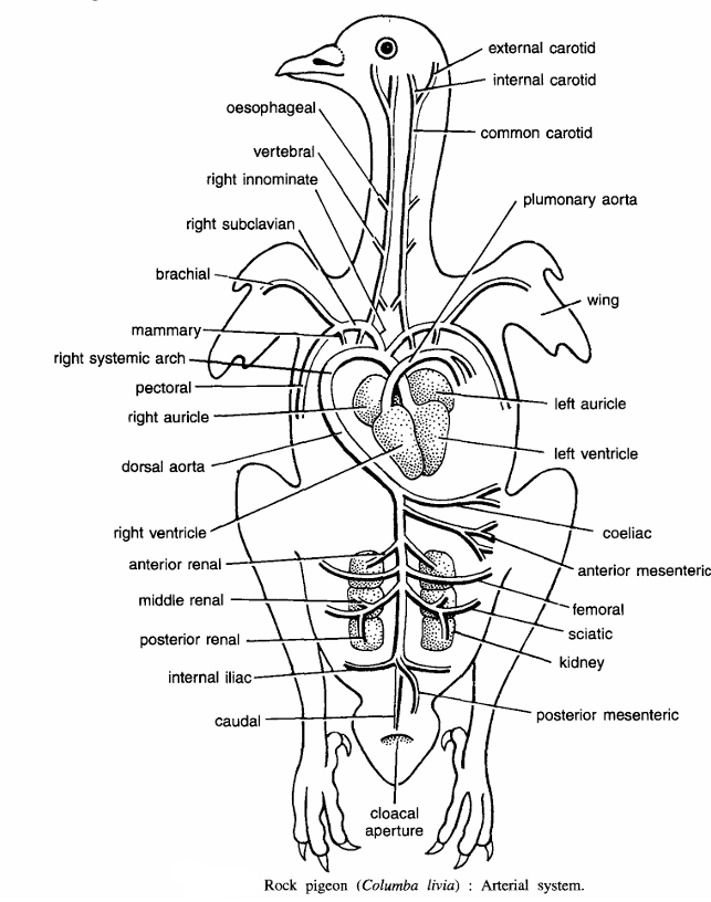 Dissection of Pigeon