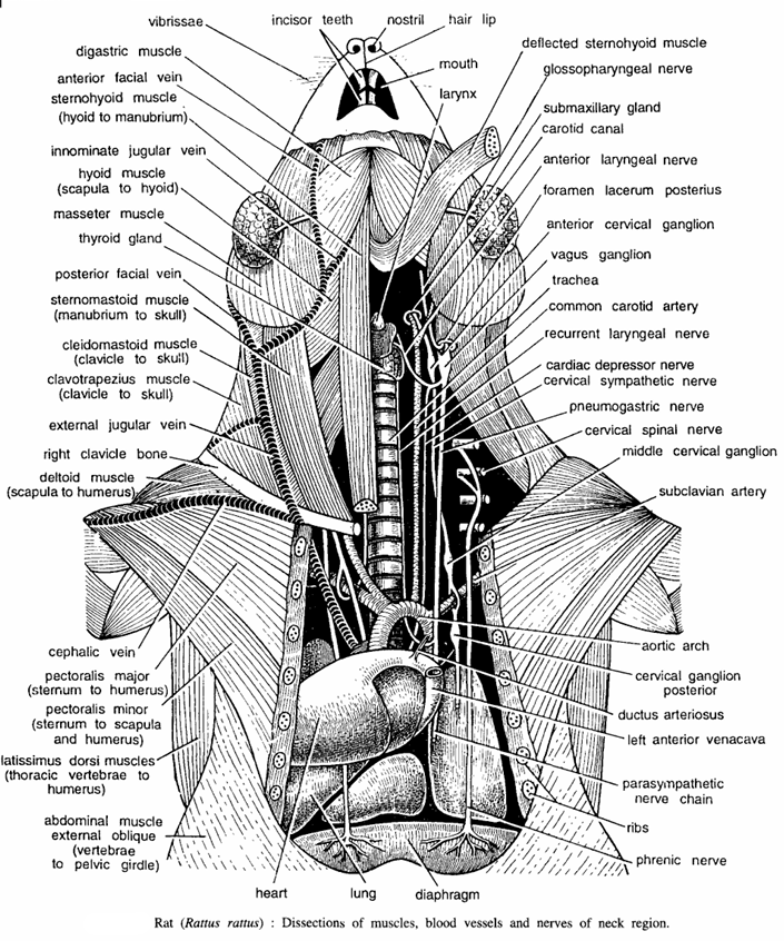 DISSECTION OF RAT