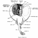 Classification of Torpedo : Electric Ray