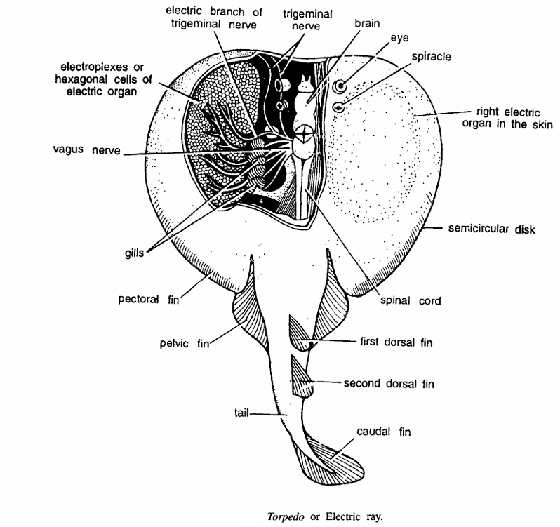 Classification of Torpedo : Electric Ray