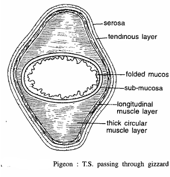 Bird Slides (Pigeon)