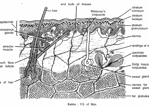 MAMMAL SLIDES : RABBIT SLIDES