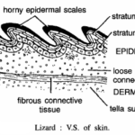 REPTILE SLIDES (LIZARD)