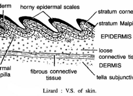 REPTILE SLIDES (LIZARD)