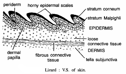 REPTILE SLIDES (LIZARD)