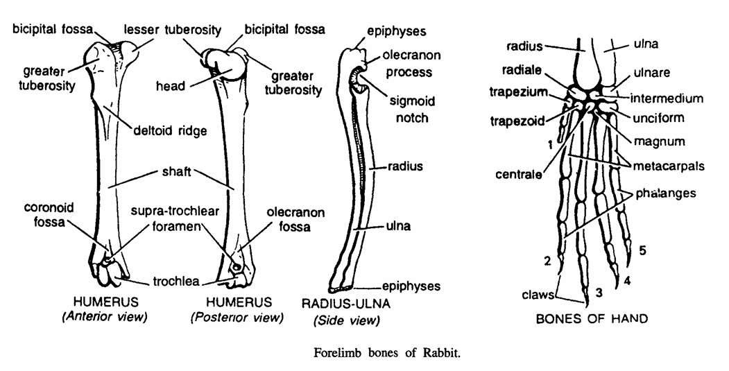 FORELIMB BONES OF VERTEBRATES