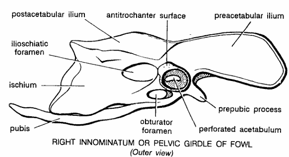 PELVIC GIRDLES IN VERTEBRATES