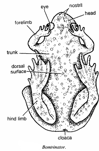 Classification of Bombinator : Fire Bellied Toad