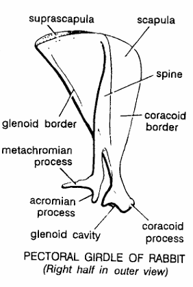 PECTORAL GIRDLES IN VERTEBRATES