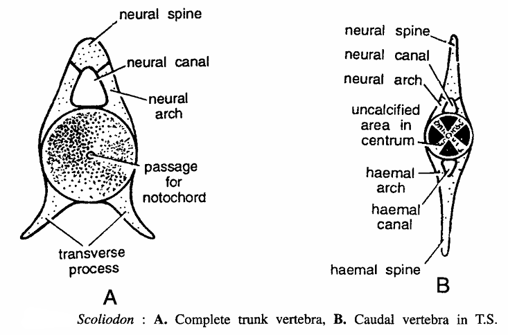 BONES OF VERTEBRAL COLUMN