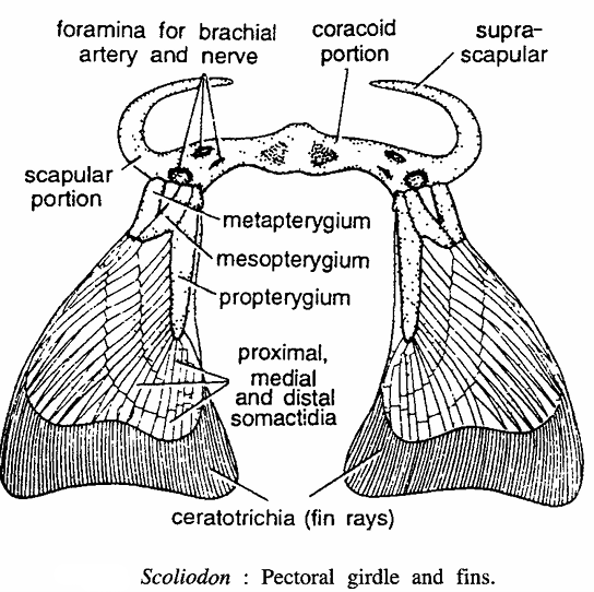 PECTORAL GIRDLES IN VERTEBRATES