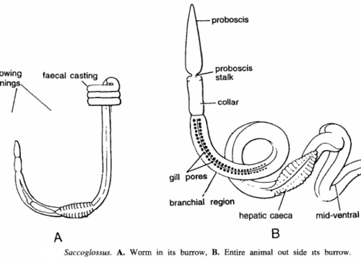 SACCOGLOSSUS