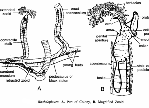 RHABDOPLEURA