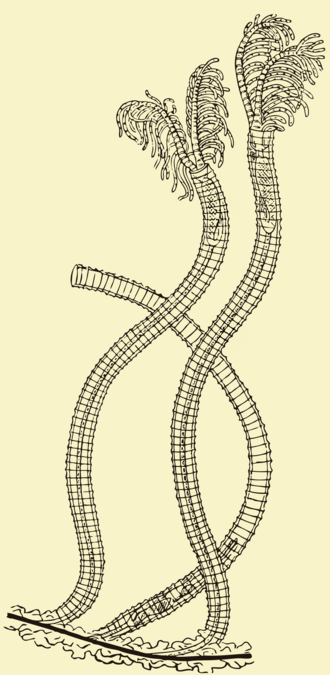 Classification of Rhabdopleura