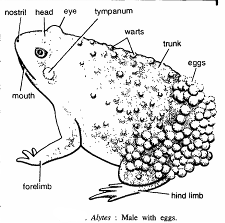 Classification of Alytes : Midwife Toad