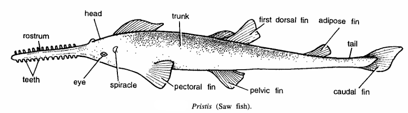 Classification of Pristis (Saw Fish)