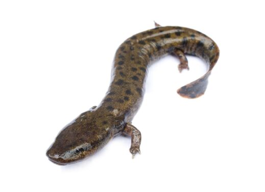 NECTURUS (MUD PUPPY)