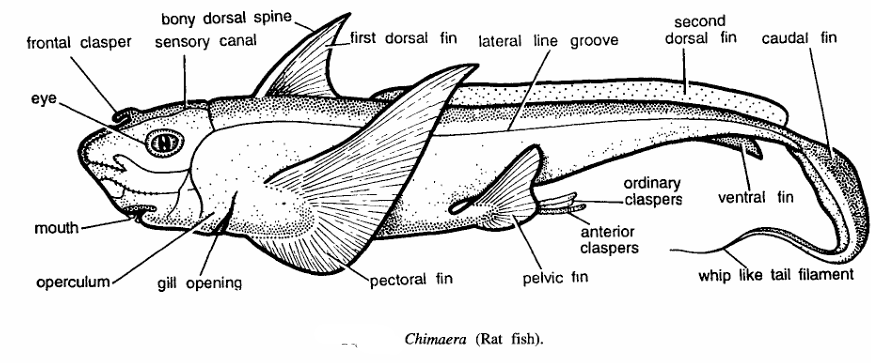 Classification of Chimaera (Rat Fish)