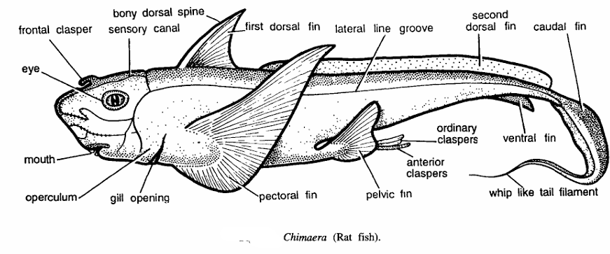 Chimera Fish Drawing Chimera Fish Drawing