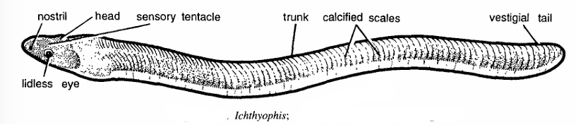 Classification of Ichthyophis