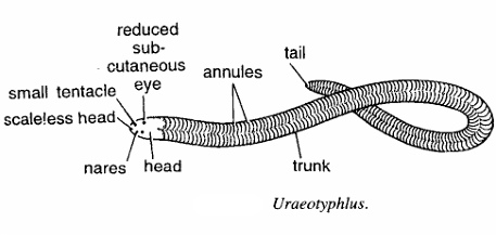 Classification of Uraeotyphlus