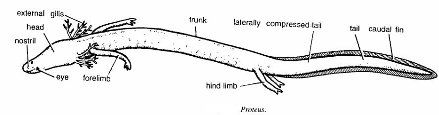 Classification of Proteus (Olm)