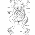 Classification of Pipa : Surinam Toad