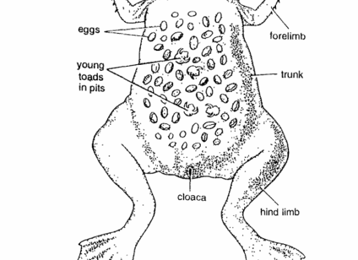 Pipa : Surinam Toad