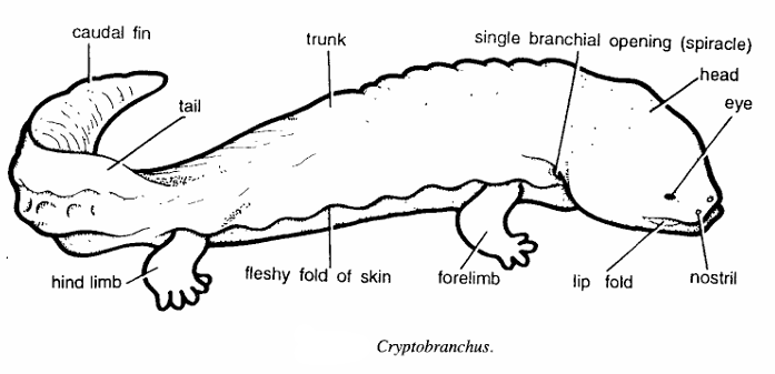 Classification of Cryptobranchus (Hell Bender)