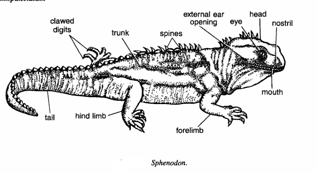 Classification of Sphenodon