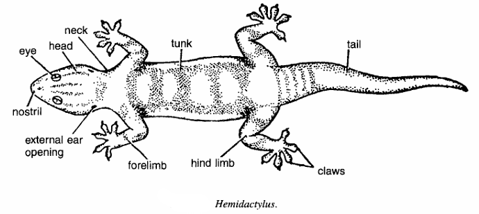 Simple Wall Lizard Diagram