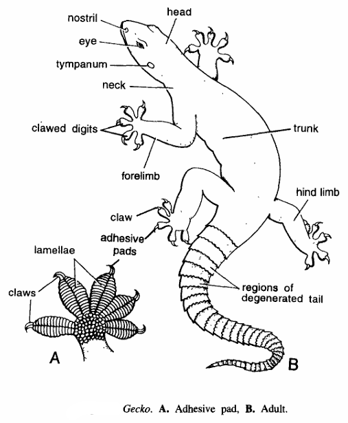 General Characteristics of Gecko