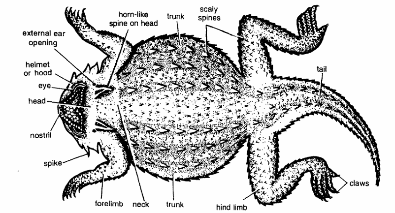 Classification of Phrynosoma (Horned Toad)